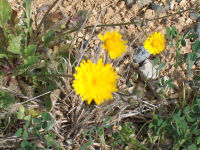 2006-04-23 Paddeln Osterurlaub an der Ardche 041