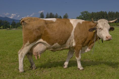 2008-06-30 Paddeln Sommerurlaub Bayer sterreich 136
